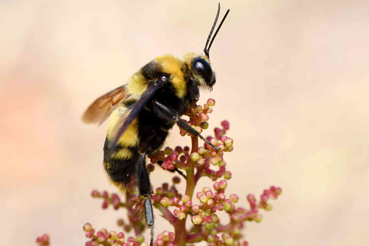 The world's largest bee is actually a bumblebee